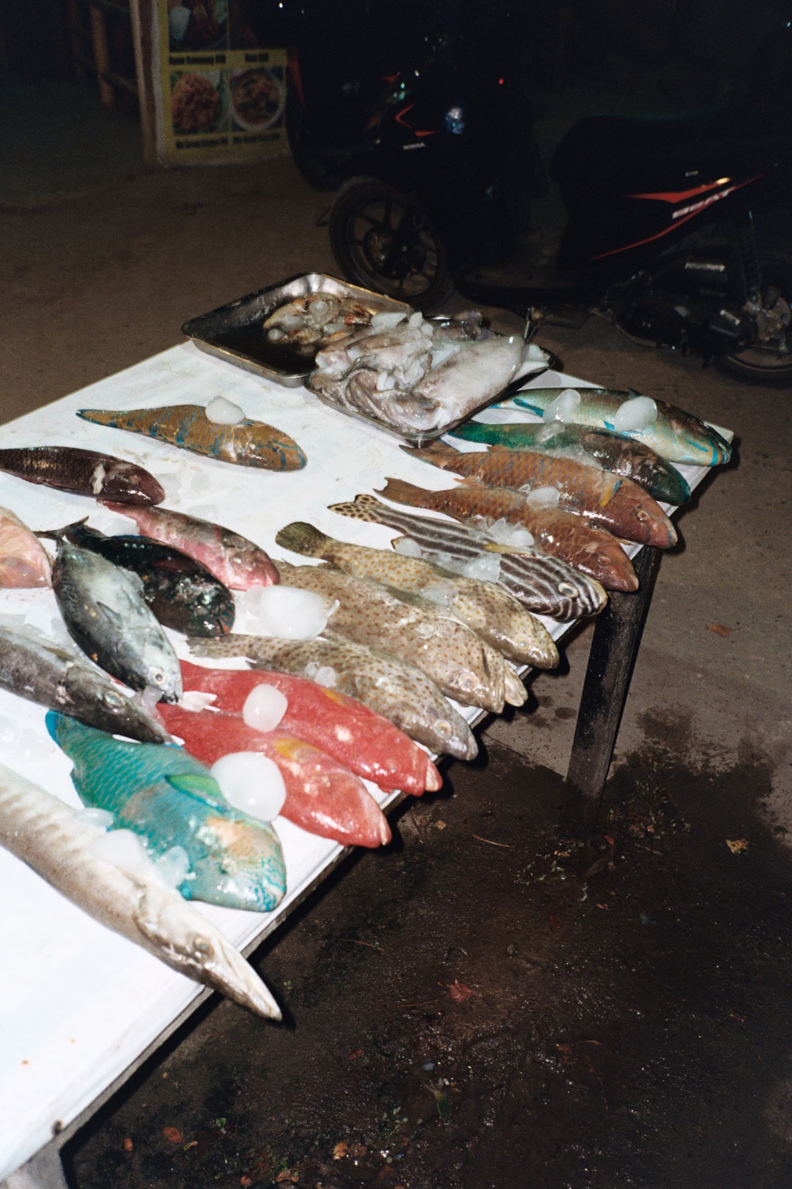 fish