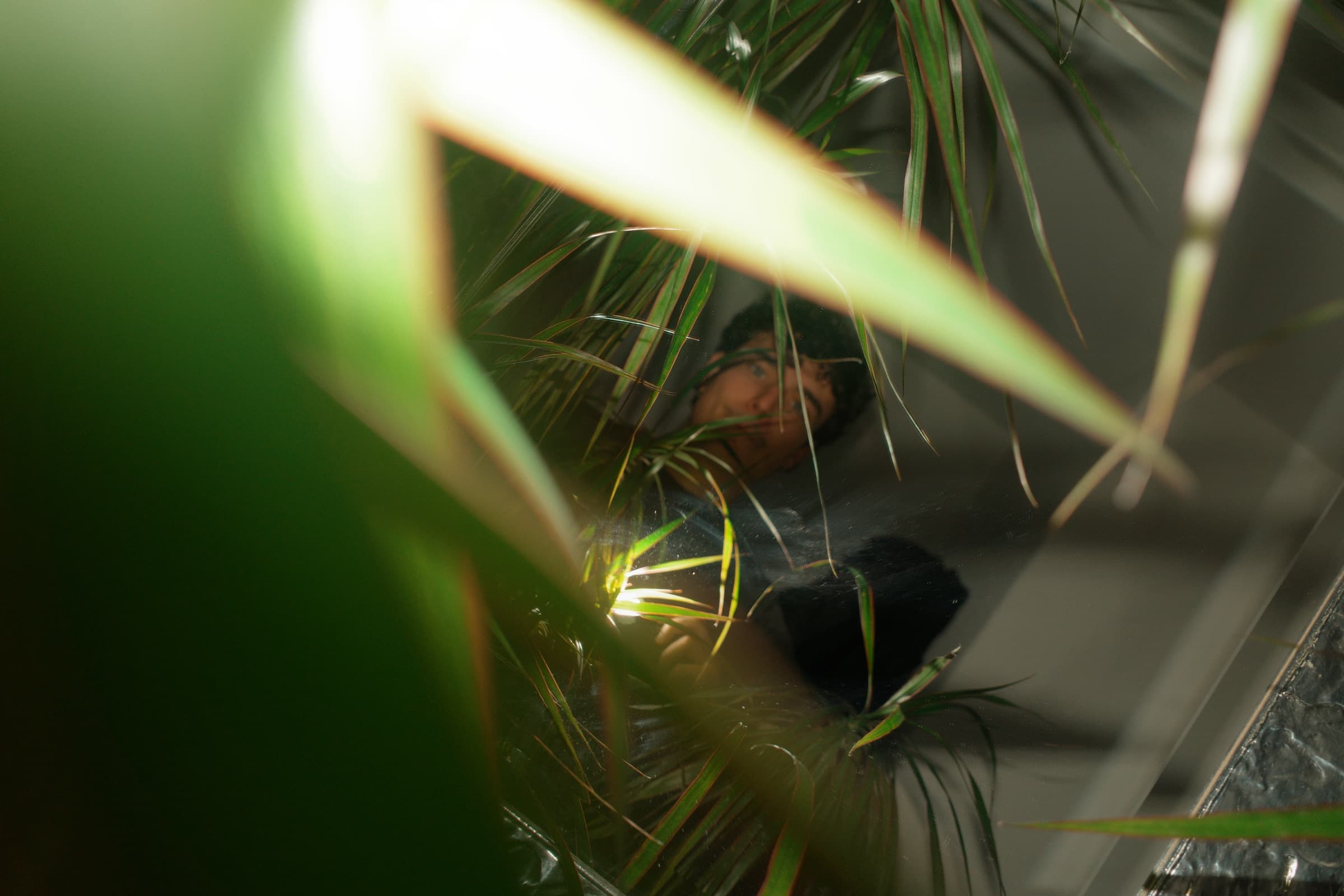 plants