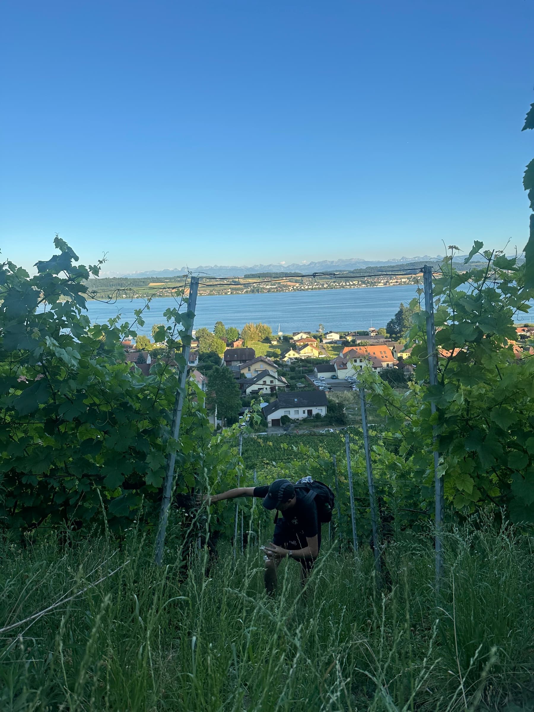 vully